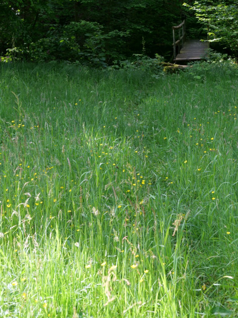 Orientierung auf neuen Wegen - Wiesenweg mit Brücke