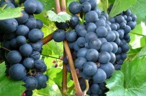 Trink deinen Wein mit gutem Mut!