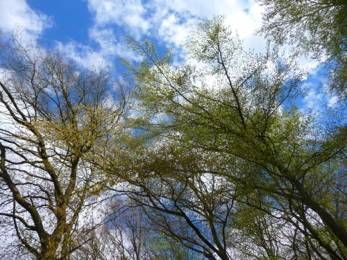 Im Braubachtal im Taunus - Blick ohne Sonnenbrille hoch in die Bäume - der Blick vermittelt das gute Gefühl von Sicherheit