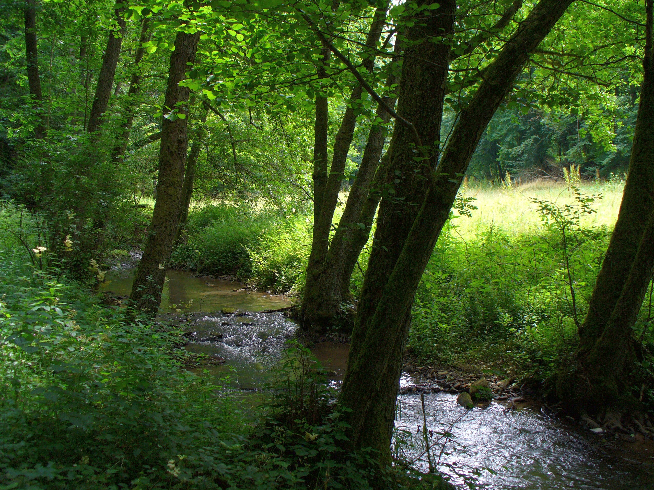 Der Buchenbach zwischen Sendelbach und Mariabuchen im Spessart.