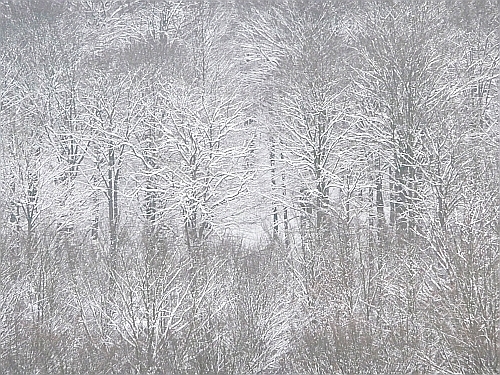Das Wunder der Knappheit - Erster Schnee - Foto von Georg Magirius