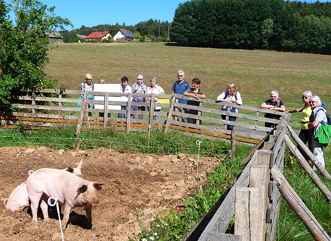 Wanderer mit Schweinen in Monbrunn. Die Spiritualität freilaufender Schweine - Foto von Georg Magirius