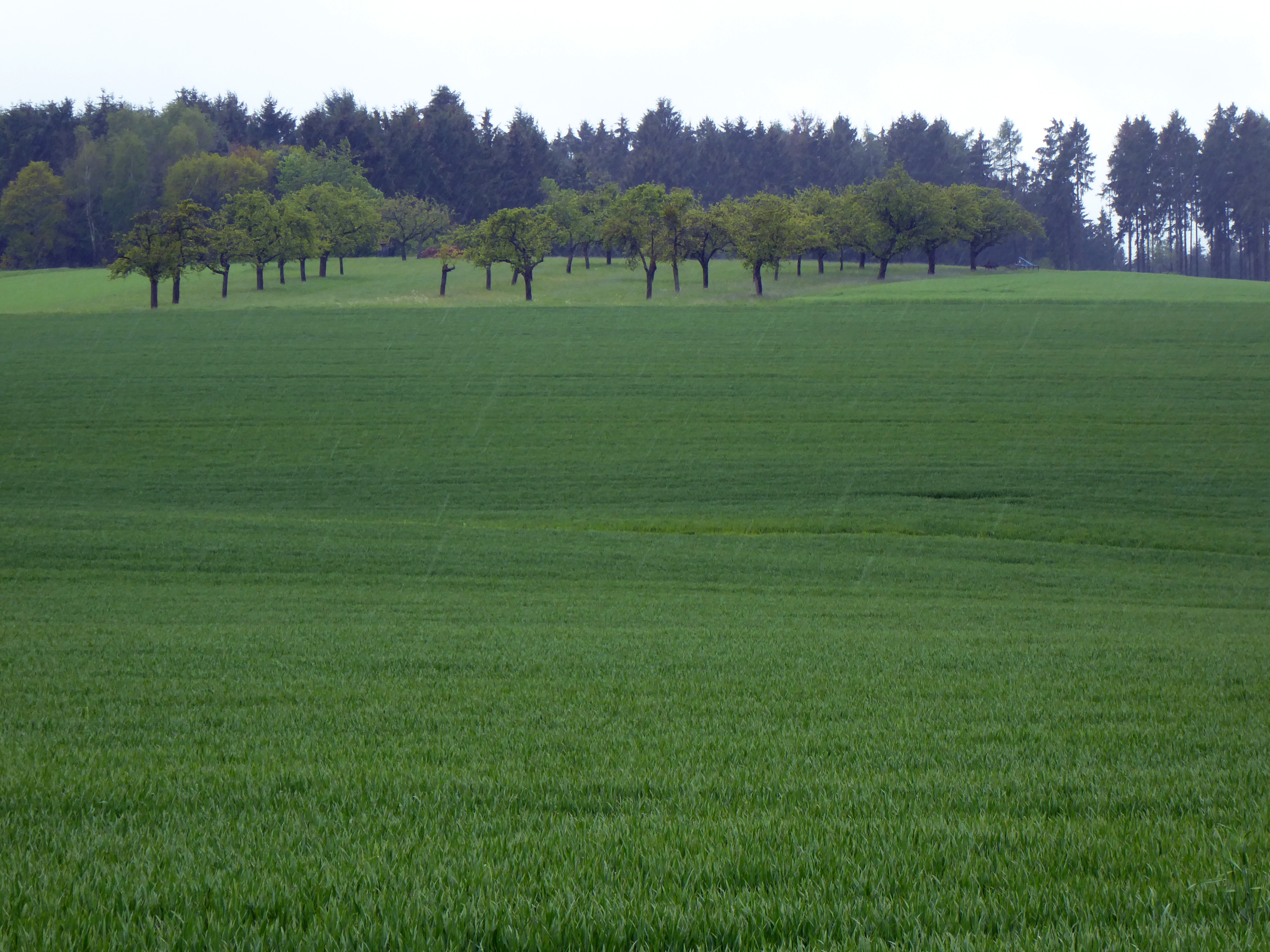 Hochebene Bodenrod Hinertaunus