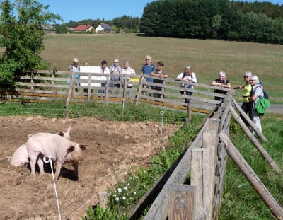 Hüpfende Schweine in Monbrunn - Foto von Georg Magirius