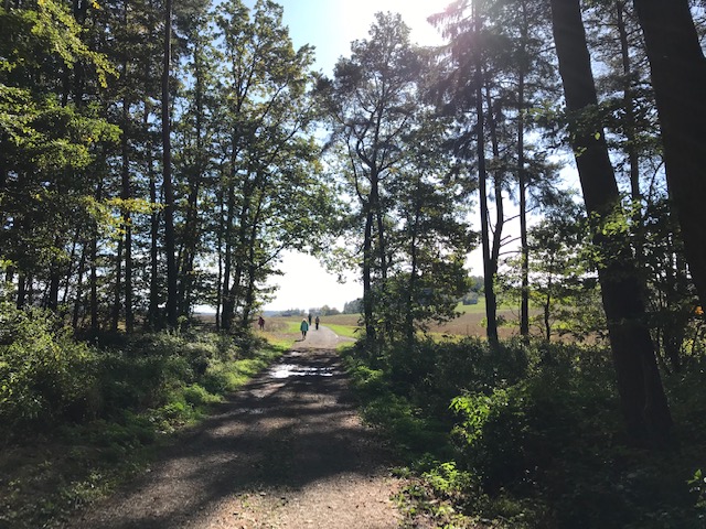 Der Wald lichtet sich - Hund von Pilgern entführt 