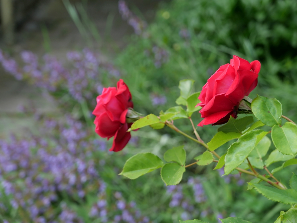 Zwei Rosen im Garten - Eine Rose für die Dichter - Die Langgässer-Gesellschaft erinnert an mehr als eine Dichterin auf dem Bessunger Friedhof
