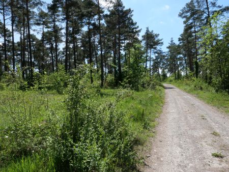 Stille in der Weinstadt Hammelburg - und im Kiefernwald oberhalb der Stadt