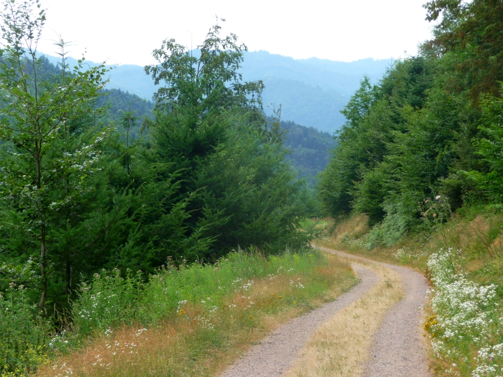 Von der Lärchenhütte auf dem Kinzigtäler Jakobusweg hinab nach Gengenbach - Abschnitt der Tour "Hindernis mit Aussicht"