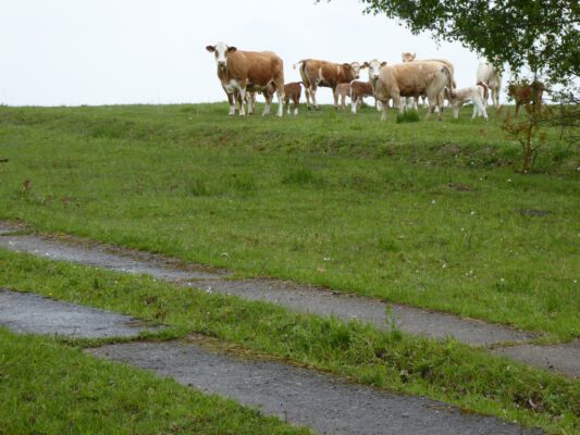 Des Apostels Herz für Tiere