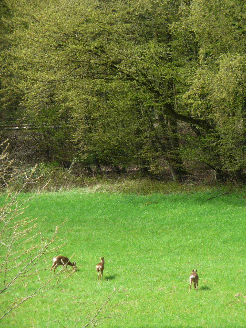 Rehe im Braubachtal - Teil der Wanderung "Mit neuen Kräften gehen"