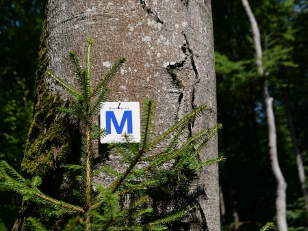 Wegmarkierung Blaues M auf Buchenstamm - auf dem Mainweg ist sie zu erleben, die Feier der Gemächlichkeit