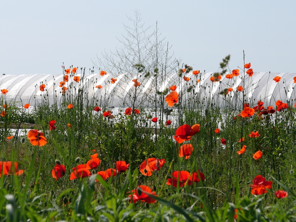 Das unscheinbare Franken spricht: Mohn und Spargel vor Prichsenstadt - Foto von Georg Magirius