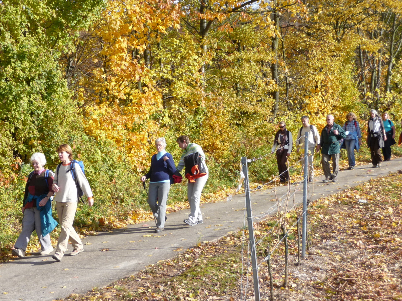 Spirituelle Weinprobe - durch den Weinberg bei Rödelsee