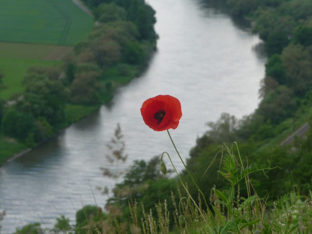 Zwei Wege zum Genuss: Mohnblüte vor tief im Tal fließenden Main - "Spirituelles Wandern in der Genusslanschaft Mainfranken" mit Georg Magirius bot zwei Wege zum Genuss