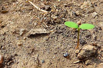 Sehr viel Sand und ein winzige Pflanze - Die Grundlage positiver Emotionen 