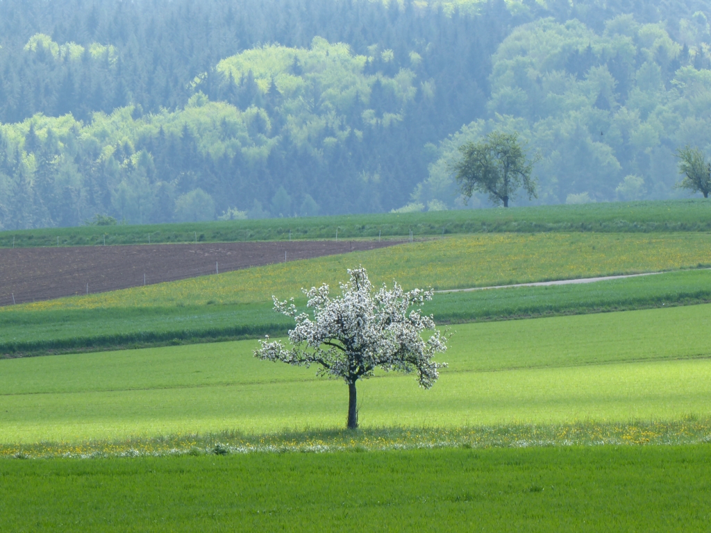 Blühender Obstbaum auf der Hochebene von Preunschen im Odenwald - ganz in der Nähe ist das älteste Bauernhaus des Odenwalds