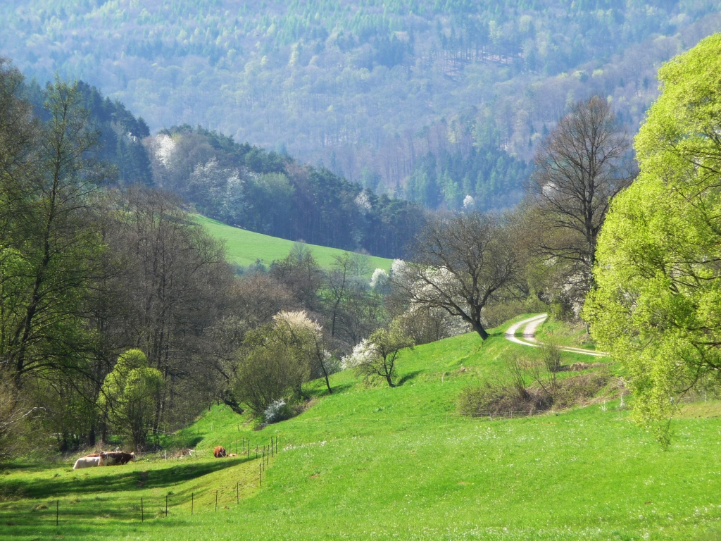 Die Gabe des Weglassens - sie lässt sich zum Beispiel erfahren im Reuenthal im Odenwald. Und im Buch "Frankenglück" von Georg Magirius, meint die Frankfurter Allgeimeine Zeitung. 