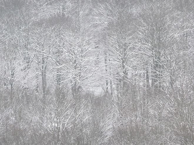 Schnee im Hochspessartwald - Foto illustriert den Beitrag "Weihnachtsketzer Markus"