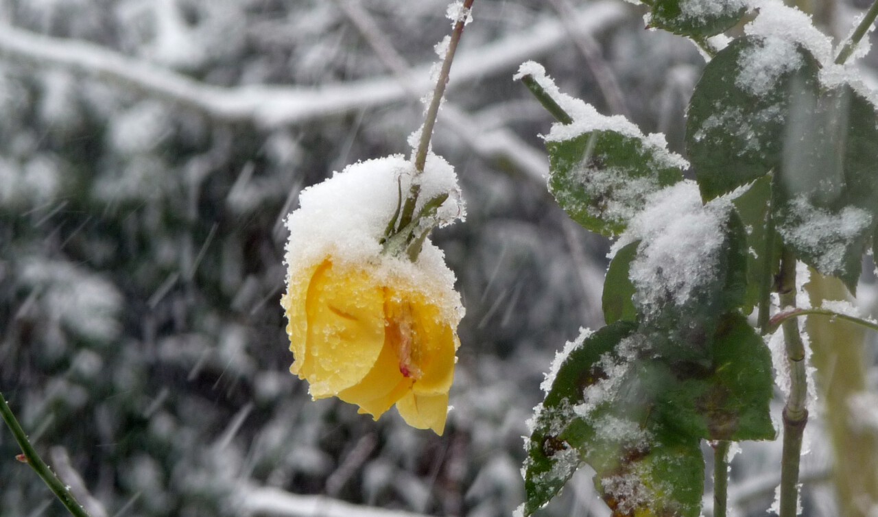 Ganz schön alt - Blühende, sich zu Boden senkende Rose im Schneefall - Foto von Georg Magirius