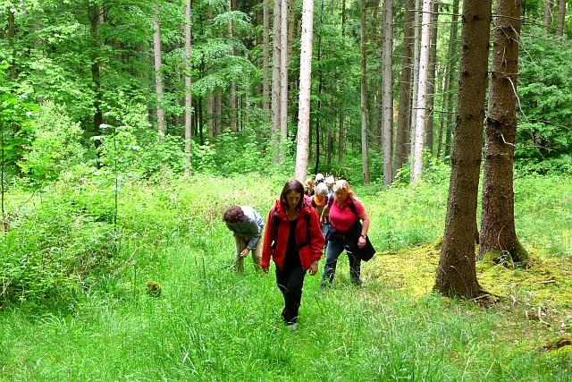 Waldanstiieg Durch lwenmähnenhohes Waldgras bei einer spirituellen Wanderung, bei der es beinahe hieß: Absturz bei Vertrauenstour