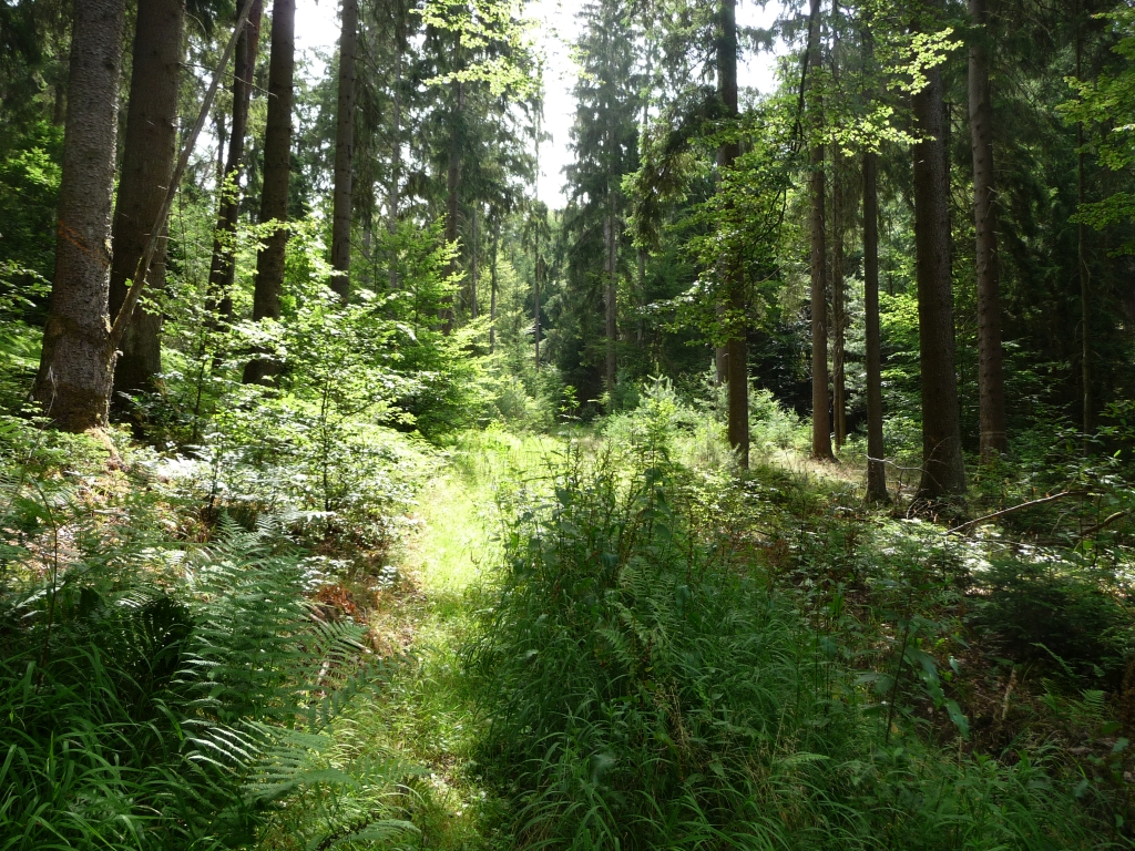 Waldpfad bei Wiesthal im Hochspessart - Teil der meditativen Wanderung "Auf und ab ins Glück" mit Georg Magirius