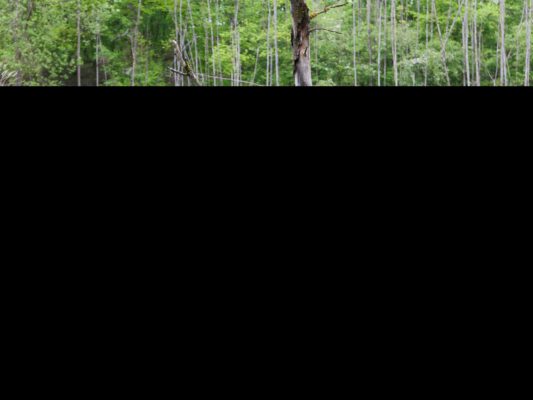 Ein neue Art des Reisens