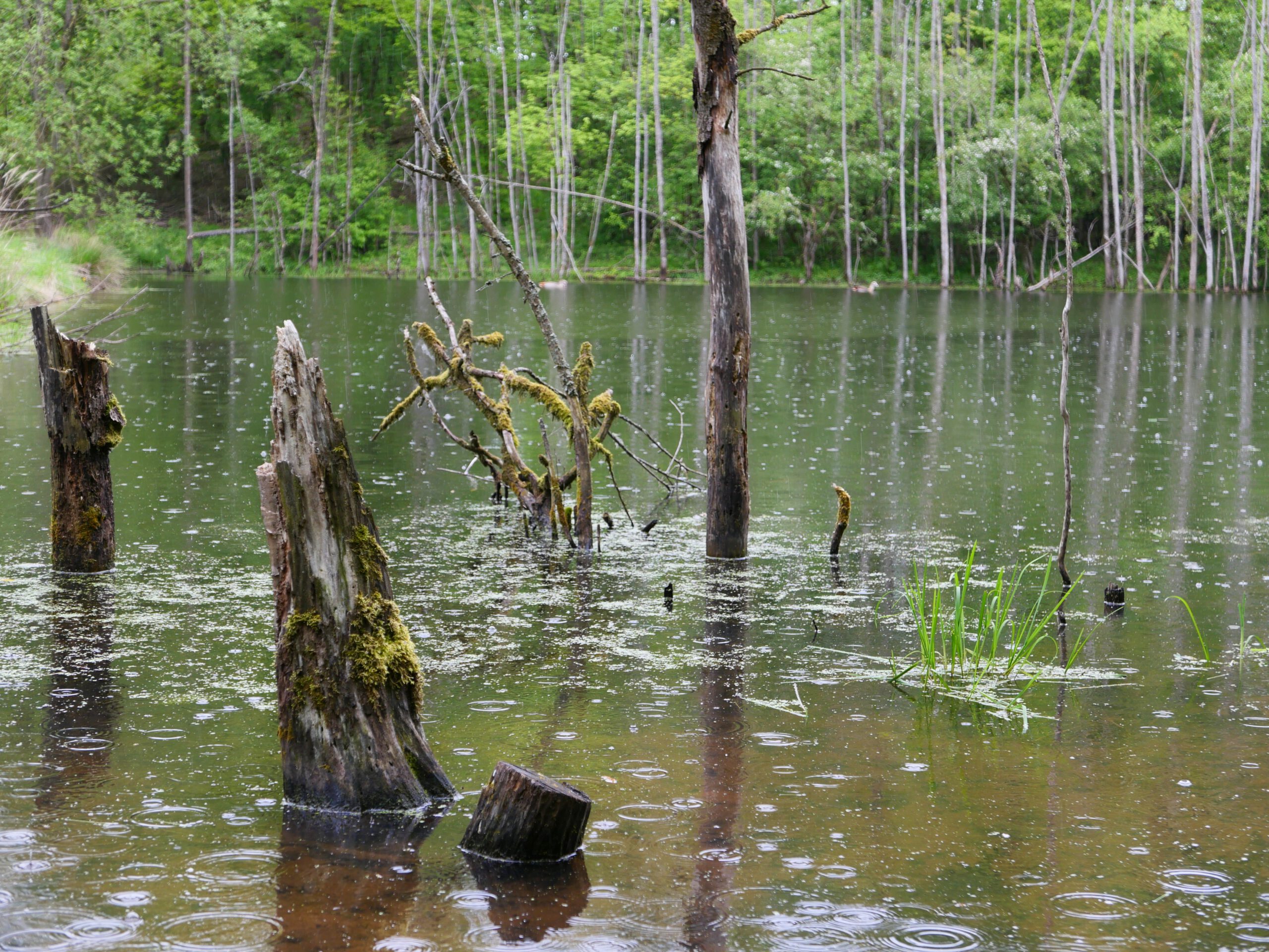 Wer sich auf die Reise bis an Ende der Welt begibt, kann ihn entdecken: Der Waldteich bei Irmelshausen. - Foto von Georg Magirius