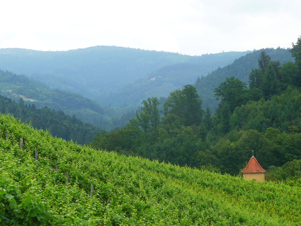 Weinberge bei Gengenbach - Ziel der Tour "Hindernis mit Aussicht" mit Caroline Huber von Herder Reisen