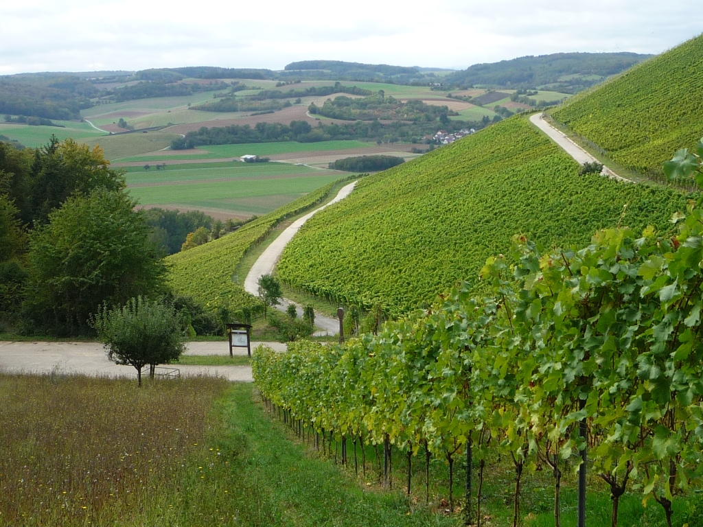 Weinberg am Main bei Karlstadt. Der Wein und Weinwanderungen in der Heilspraxis Magirius führen zu einer Rekordlese innerhalb seines Internetangebots.