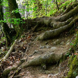 Waldpfad mit großen Wurzeln. Wilde Ostern - ein idealer Wunsch zu Ostern. Denn es ist das Fest für Skeptiker und Wildgläubige. Ostern nämlicht gründet im wildwüchsigen Wurzelwerk des Alten Testaments. 