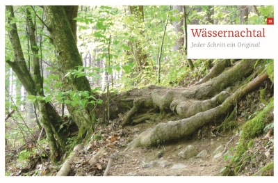 Dicke Baumwurzeln auf dem Waldpfad an der Wässernach bei Haßfurt. Das Motto dieses Tales kann lauten: Die wilden Windungen des Wässernachtal 