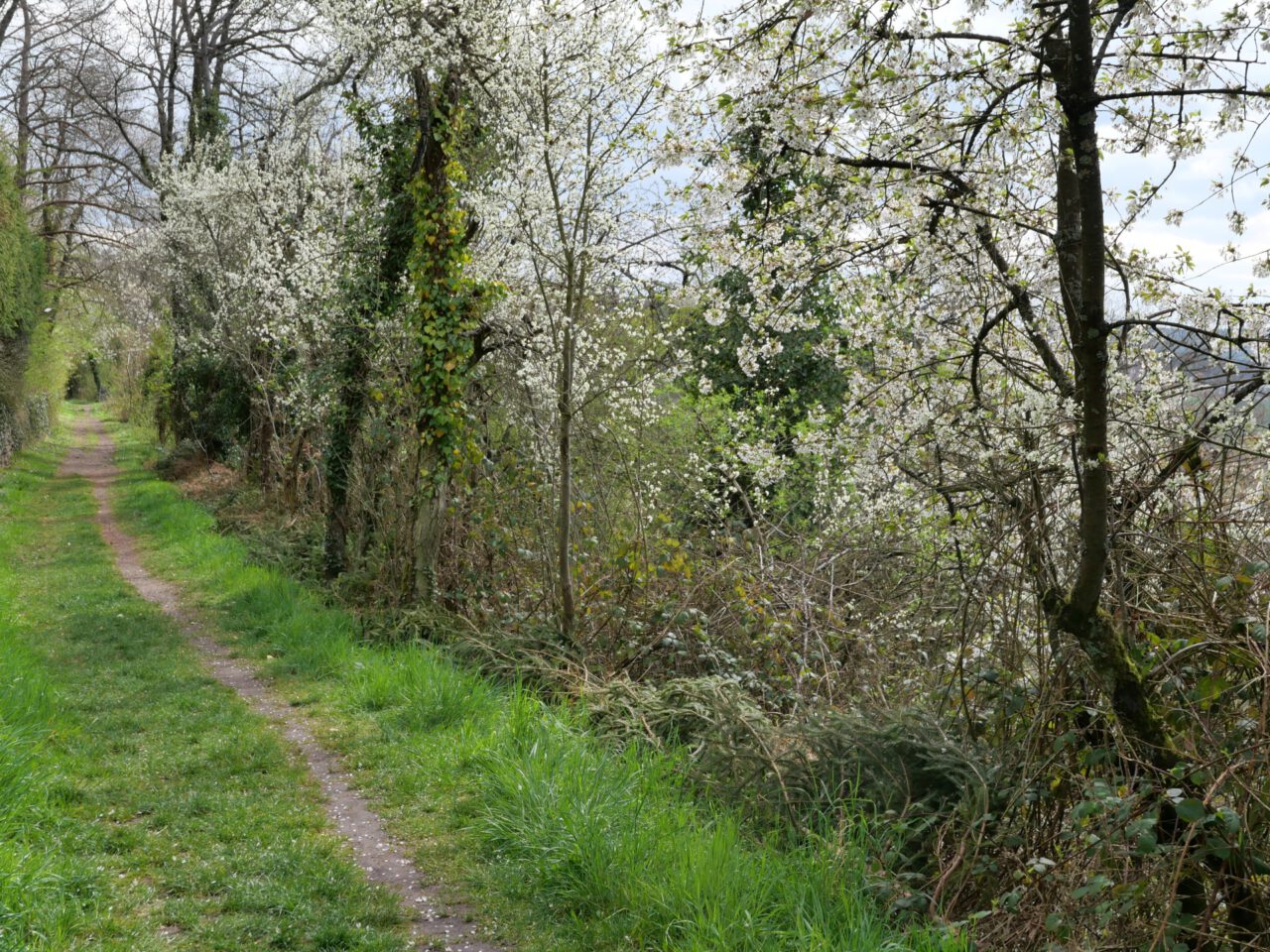 Mainwanderweg bei Kleinwallstadt - Foto aus (c) "Frankenfreude - 33 überraschend schöne Orte" von Georg Magirius