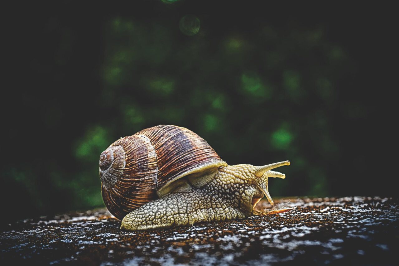 Überraschender Beginn für eine Schnecke - Foto: Alexas Fotos, Pixabay