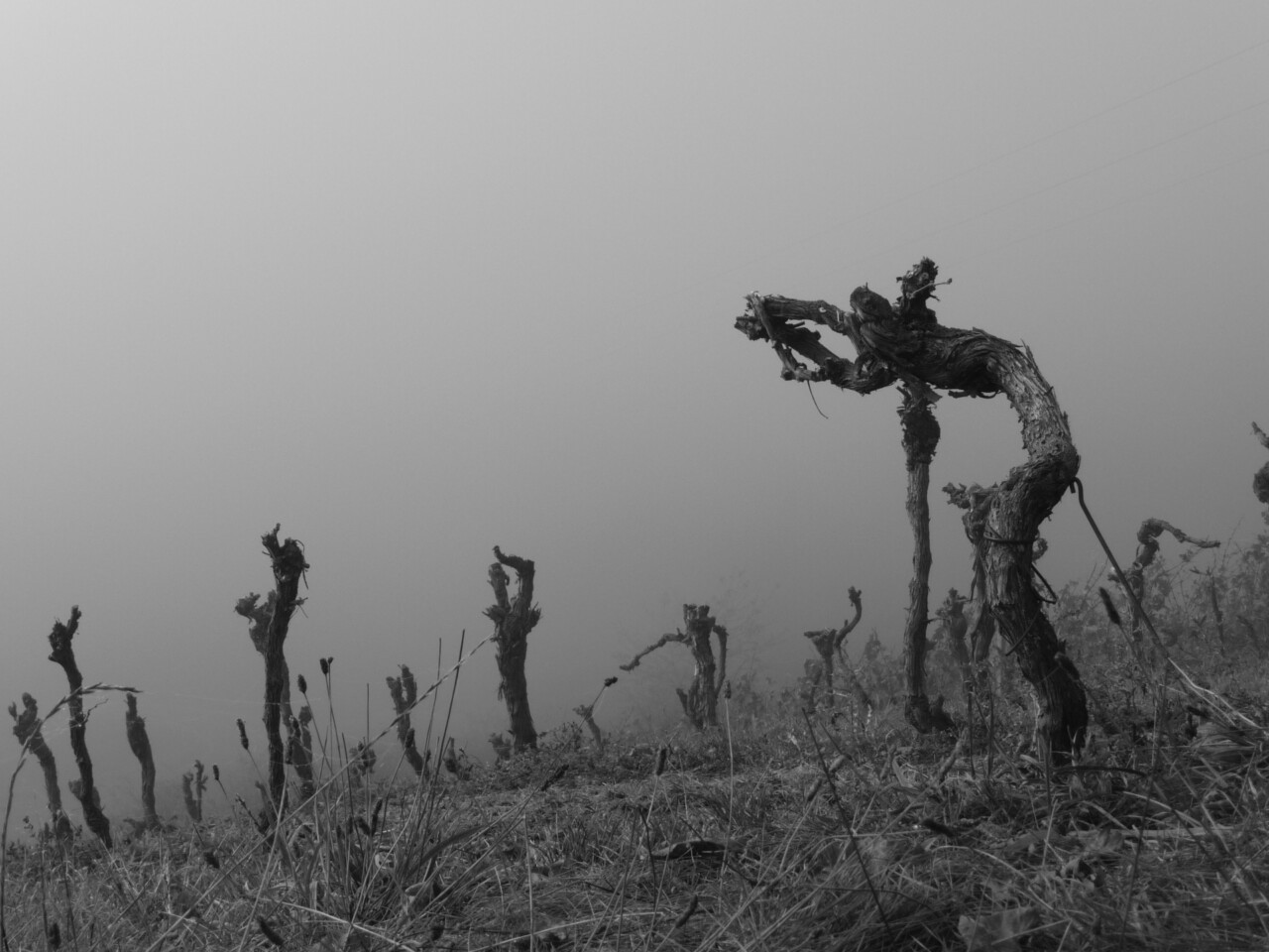 Trauern ist gesund - Alte Weinstöcke im Nebel auf dem Mainwanderweg bei Stetten