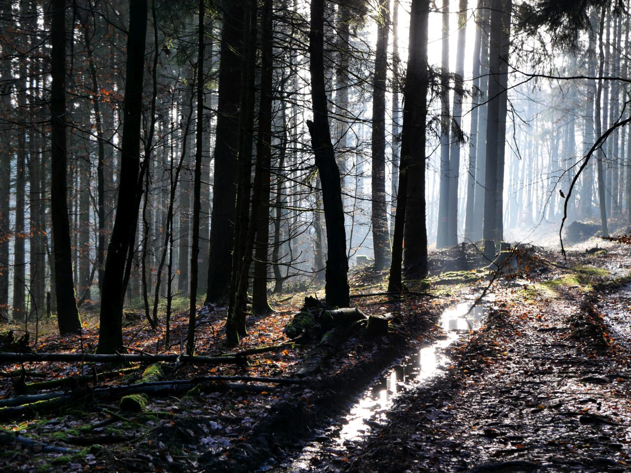 Die Aufmerksamkeit für das Licht des Morgens - Bei Königstein im Taunus - Foto (c) Georg Magirius