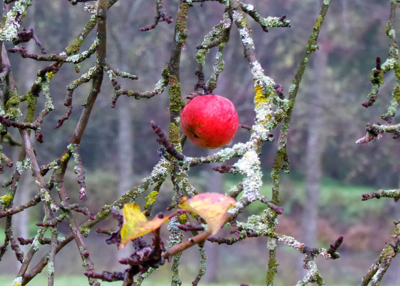 Der fränkische Advent