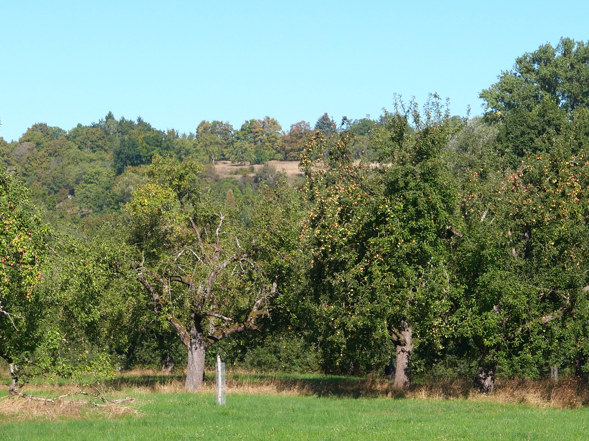 Am Fuße des Berger Hangs