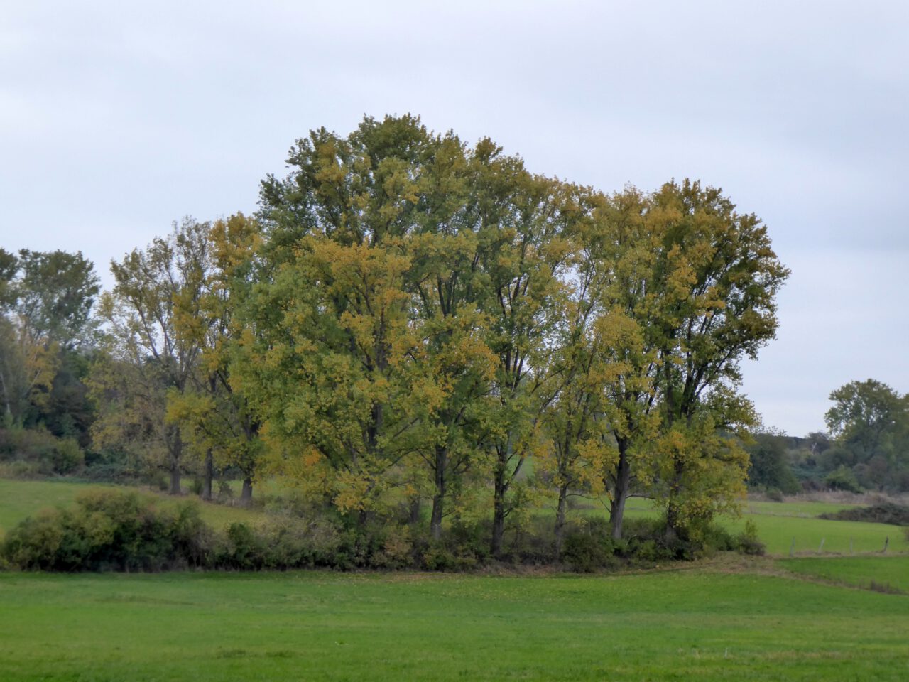 Weiden am Berger Hang