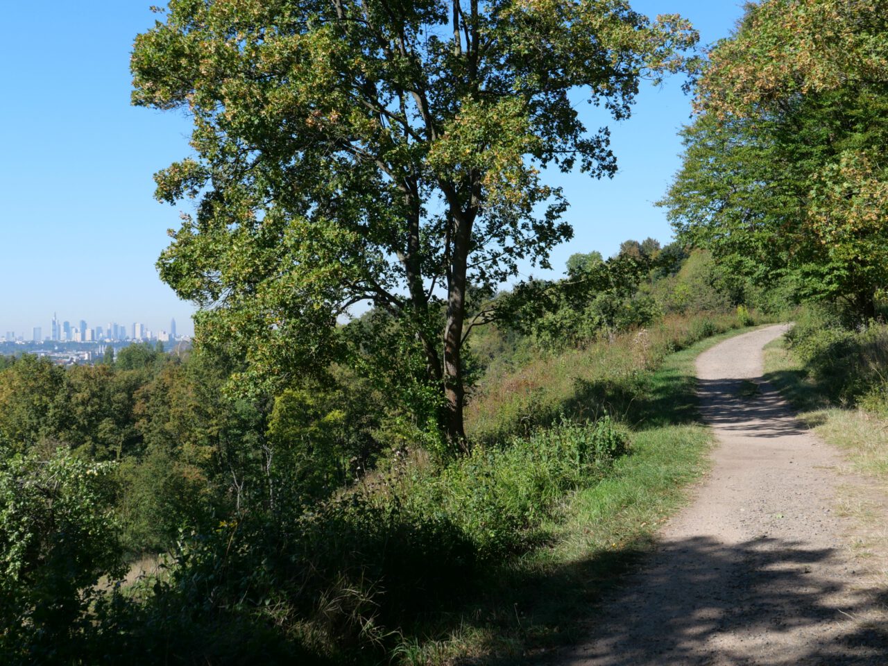 Leicht hinauf ins Freie führt der Höhenweg am Berger Südhang