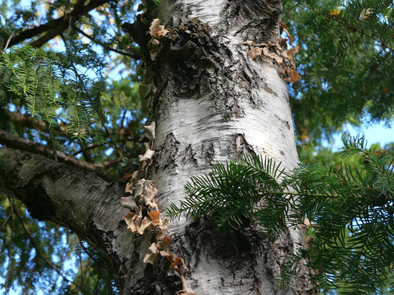 Einem Baum beim Wachsen zusehen - Foto (c) Georg Magirius