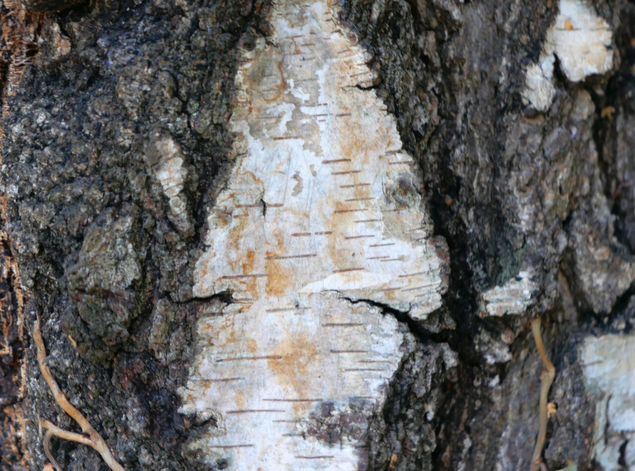 Dem Baum beim Wachsen zusehen