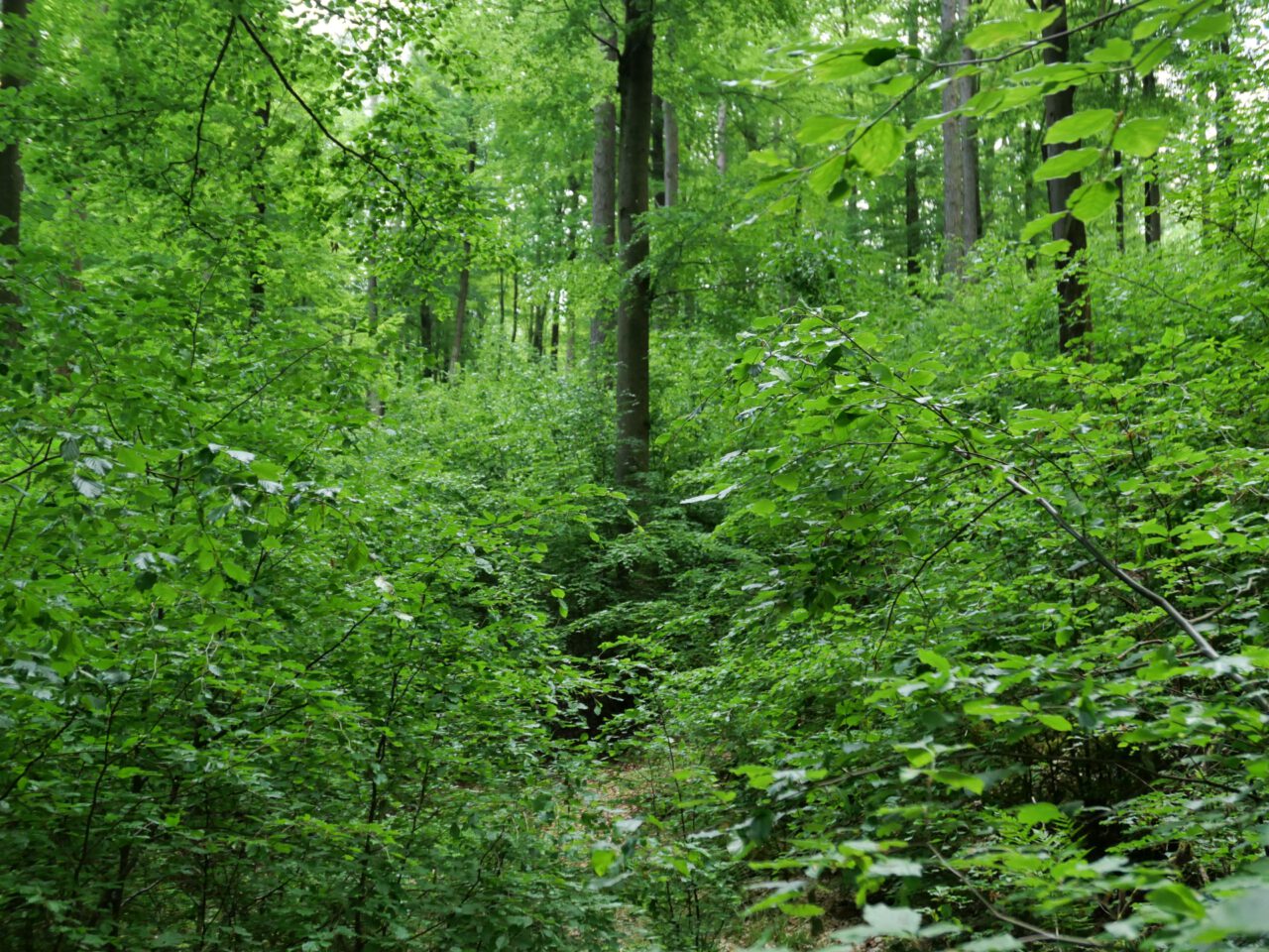 Buchenwald bei Heigenbrücken Expedition Pilgergold