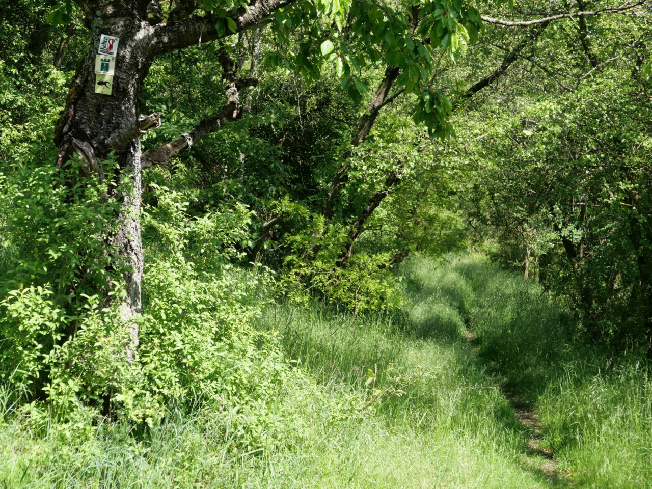 Eigene Fußspuren setzen - Burgenweg bei Prappach