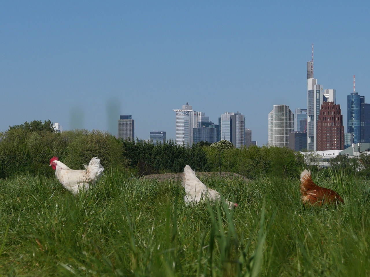 Cityhünhner - Foto (c) Georg Magirius - Buch Stilles Frankfurt