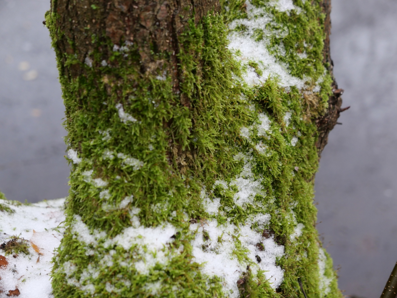Nikolaus-Wanderung im Wald