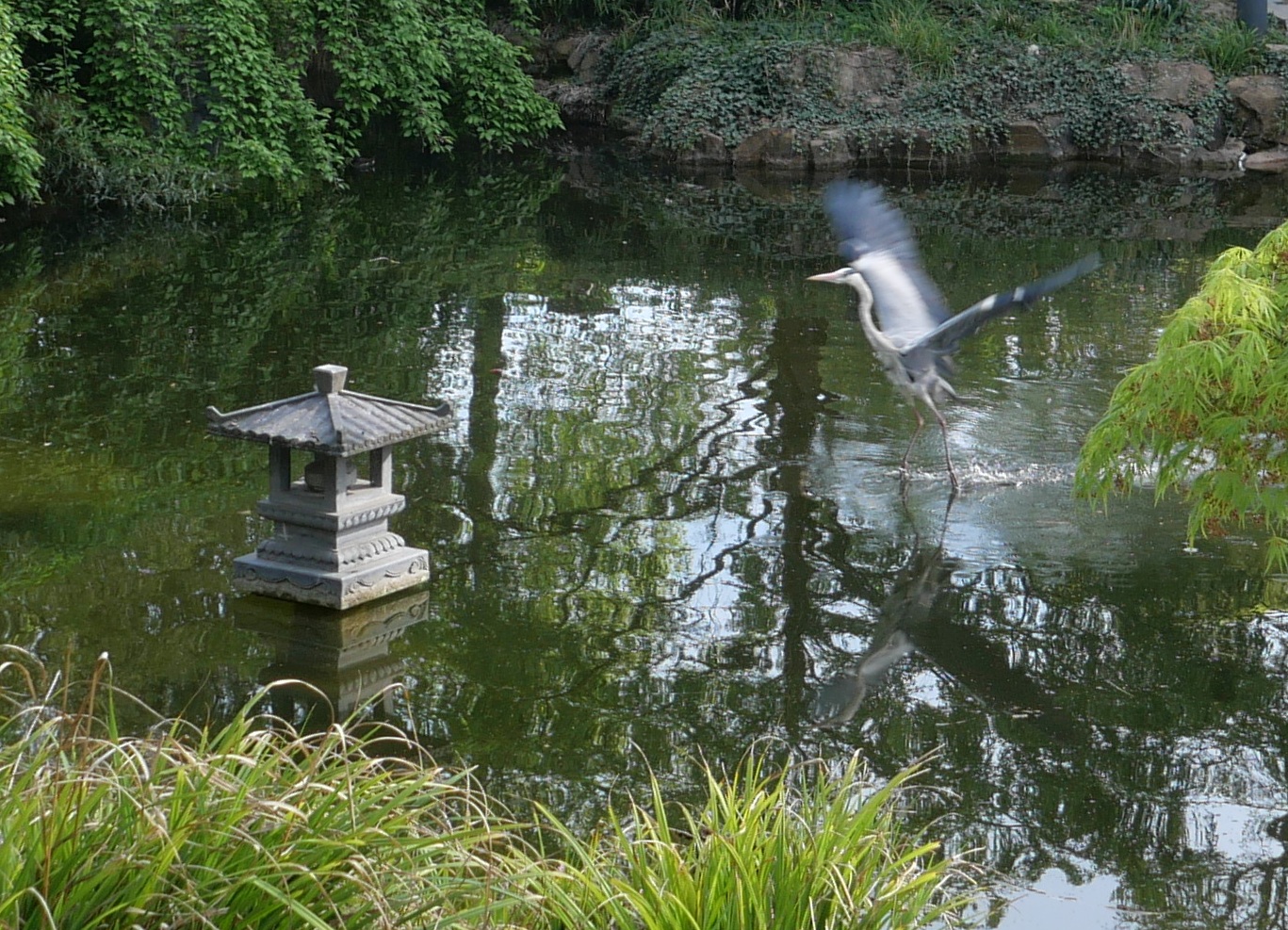 Die Diktatur des Reihers - Chniesischer Garten im Bethmannpark