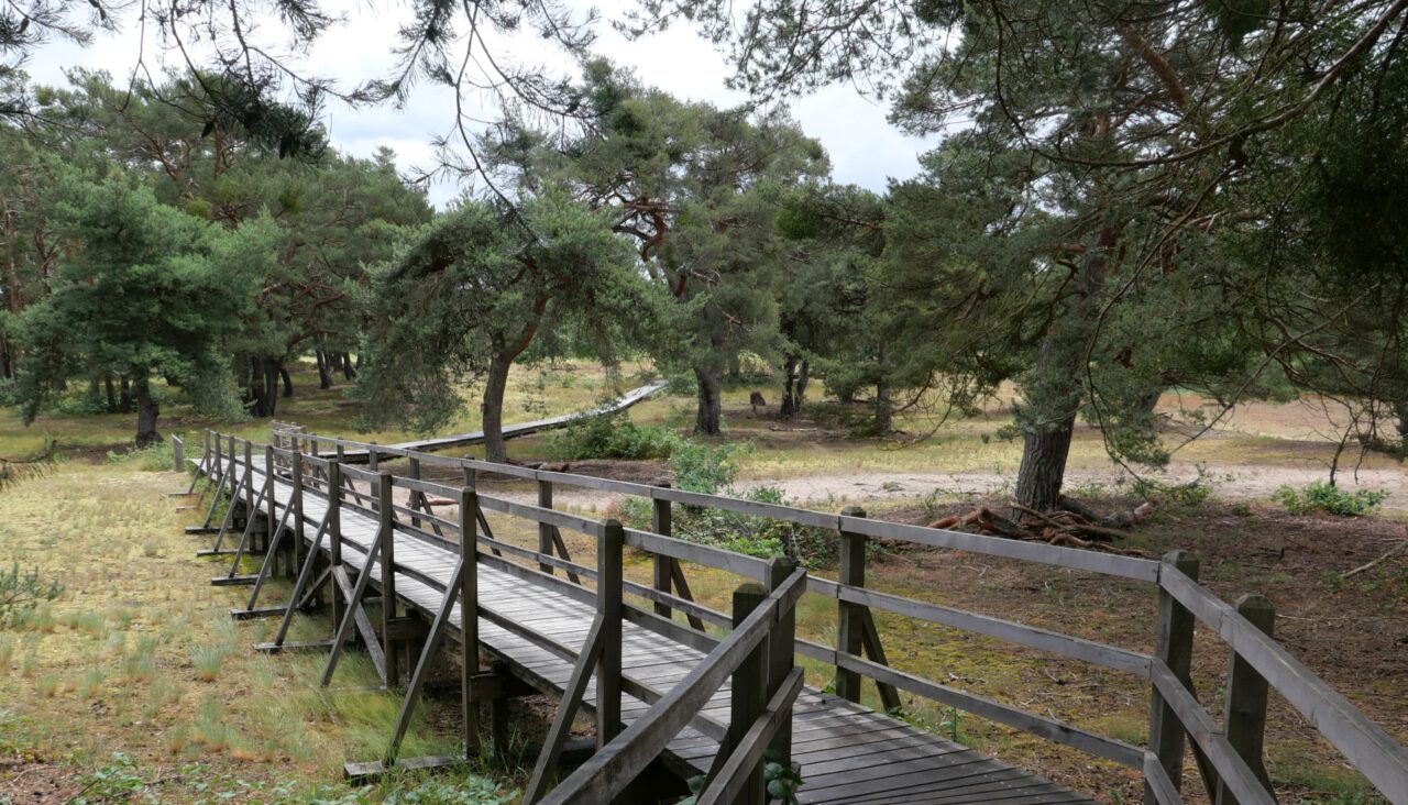 Bohlenweg - Schwanheimer Düne - wohltuend in Coronazeiten