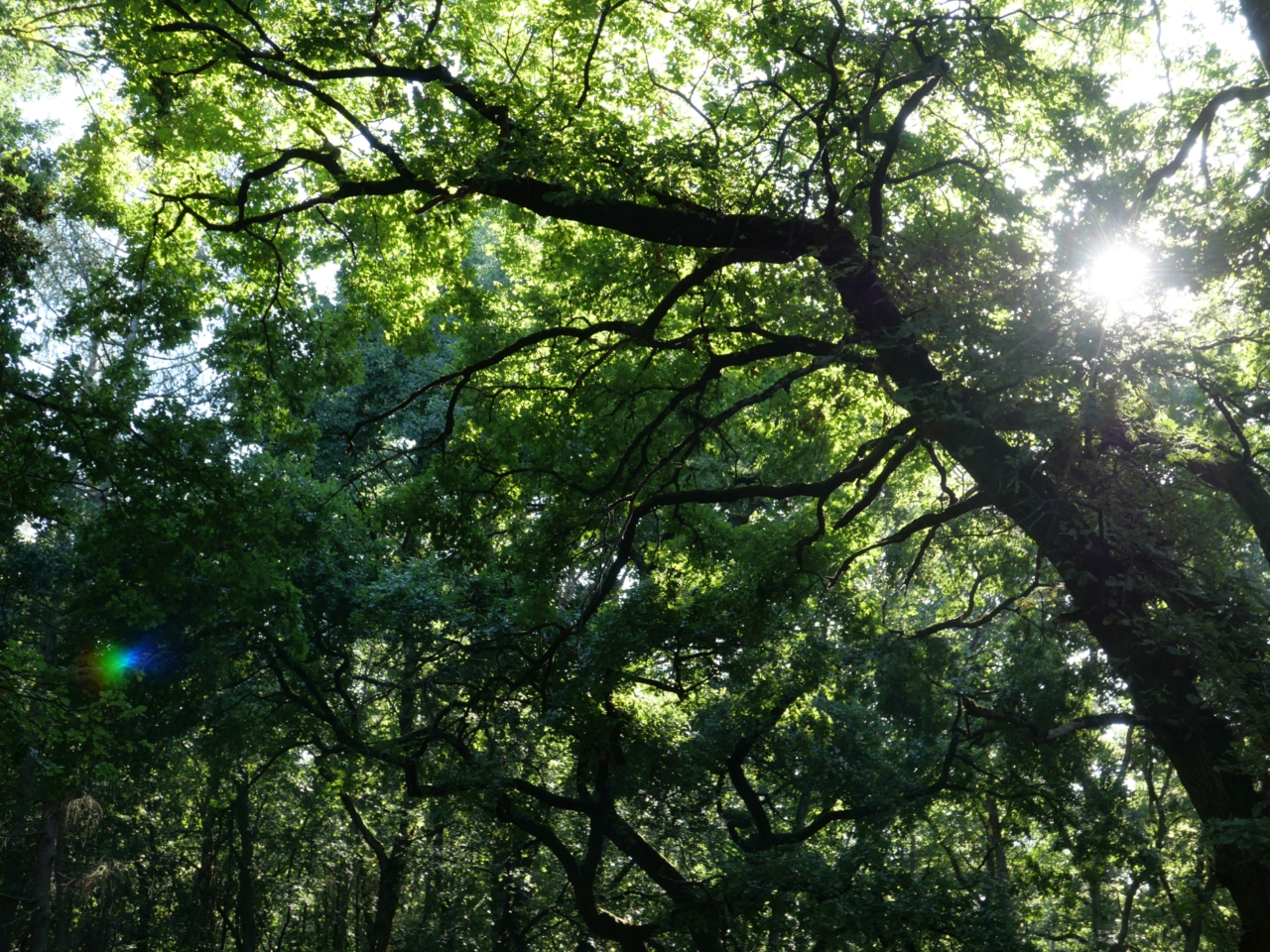 Eichen am Nachtigallenweg