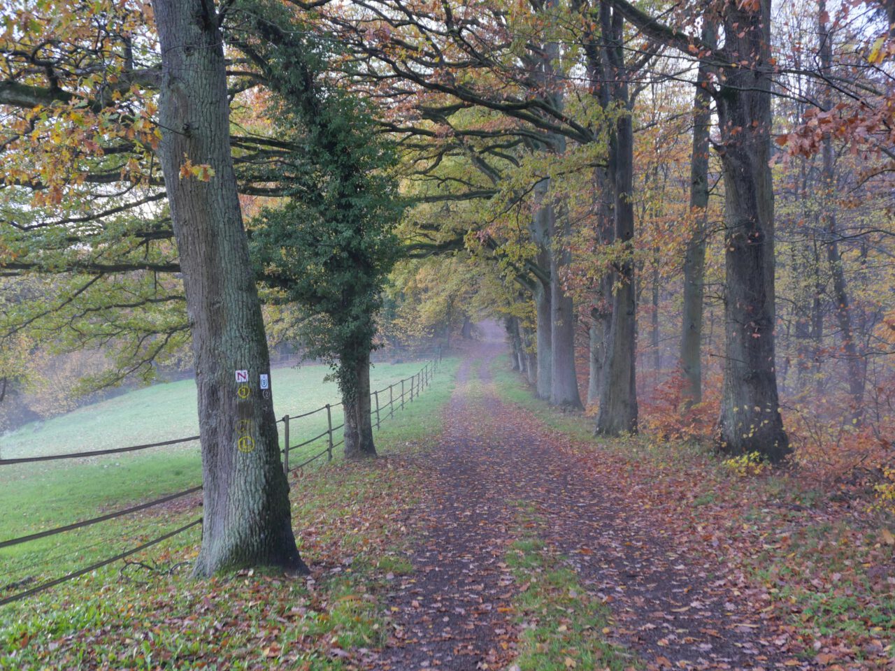 Adventwanderung in Amorbach. Eichenalle, kurz vor der Gotthardsruine: Foto: Georg Magirius