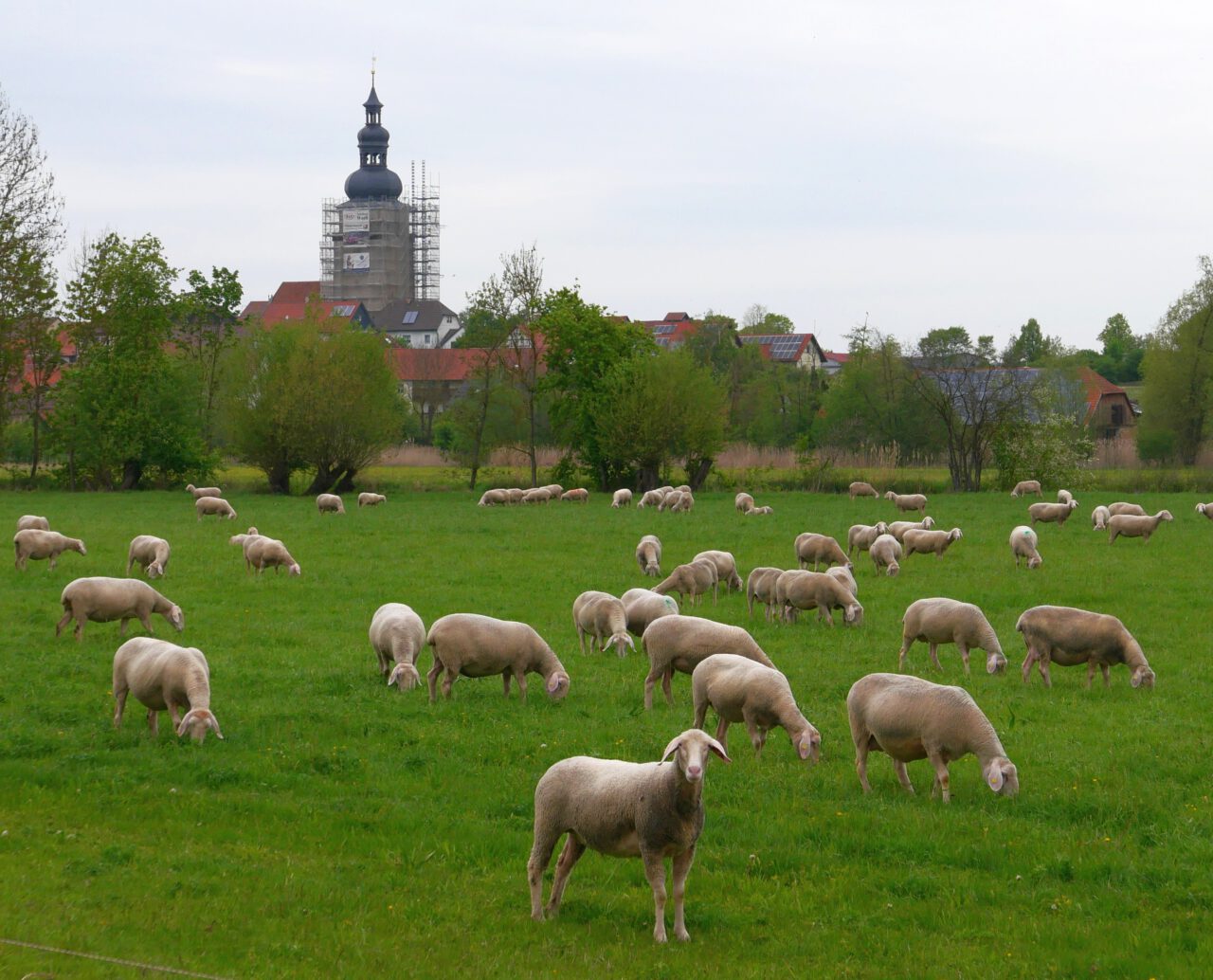 Aufstand gegen den Ernst: Wenn das Schaf wie zum Beispiel in Irmelshausen neugierig den Kopf hebt, verliert der Ernst der Mächtigen alle Macht. Foto (c): Georg Magirius